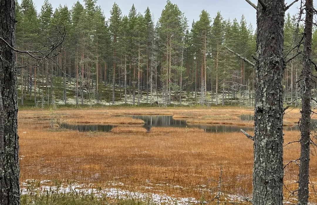 Turku-Visby Risteilyt